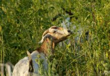 Goats Assist Local Fire Department With Brush Removal