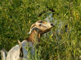 Goats Assist Local Fire Department With Brush Removal