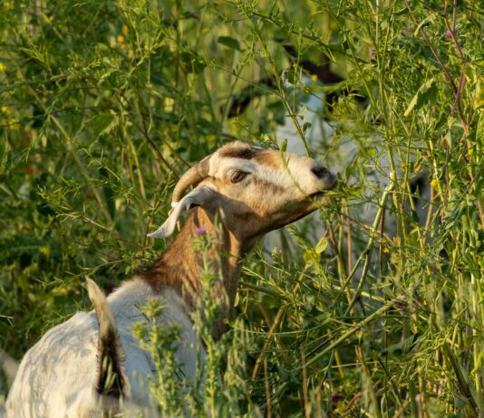 Goats Assist Local Fire Department With Brush Removal