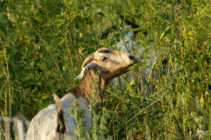 Goats Assist Local Fire Department With Brush Removal