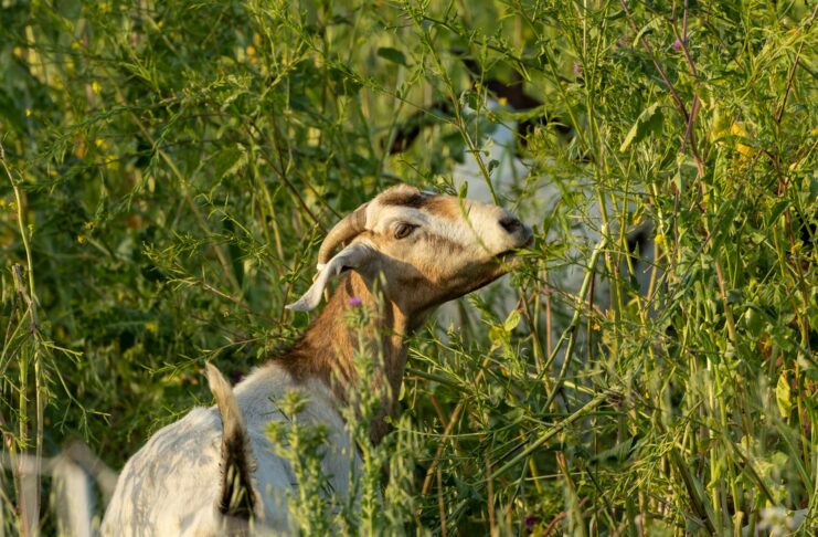 Goats Assist Local Fire Department With Brush Removal