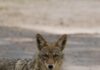 Coyotes Den In West Hollywood Construction Site