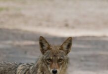 Coyotes Den In West Hollywood Construction Site