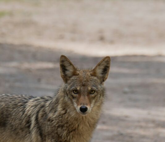 Coyotes Den In West Hollywood Construction Site