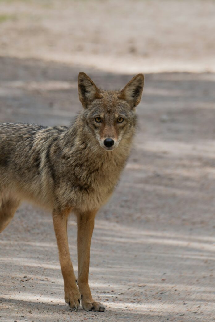 Coyotes Den In West Hollywood Construction Site