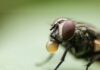 Boyle Heights Fly Infestation Raises Health Concerns