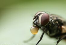 Boyle Heights Fly Infestation Raises Health Concerns