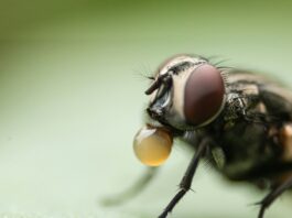 Boyle Heights Fly Infestation Raises Health Concerns
