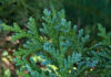 Stakes Should Stabilize New Trees stakes