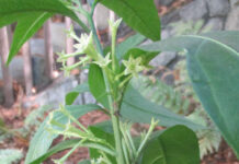 Fragrance Is Really For Pollinators fragrance
