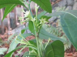 Fragrance Is Really For Pollinators fragrance