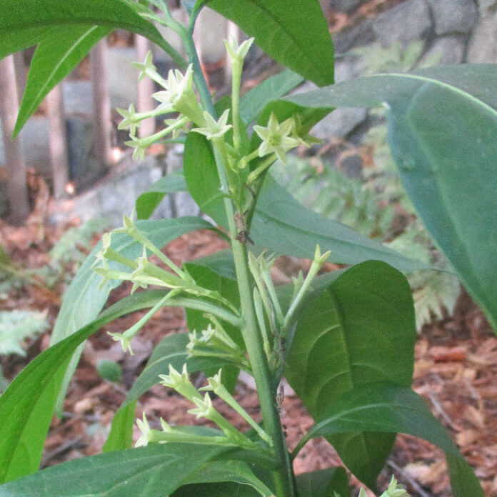 Fragrance Is Really For Pollinators fragrance