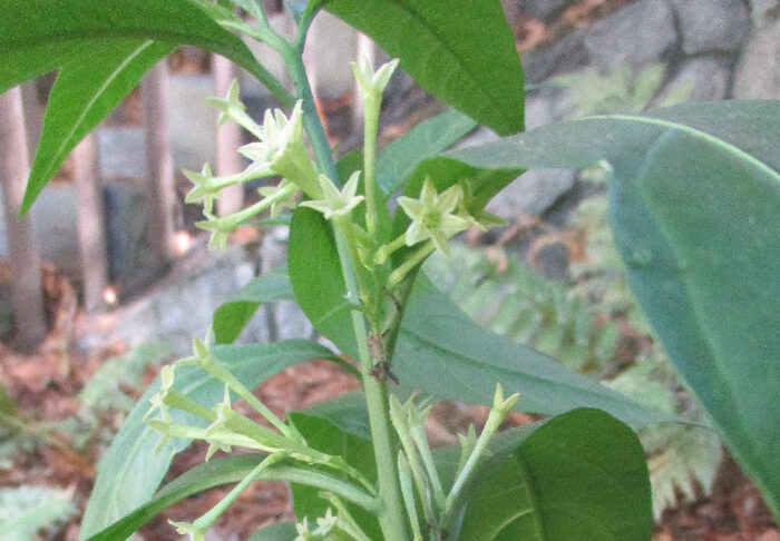 Fragrance Is Really For Pollinators fragrance