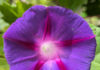 Flowers For Late Summer Bloom flowers