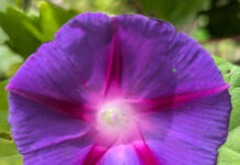 Flowers For Late Summer Bloom flowers