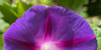 Flowers For Late Summer Bloom flowers