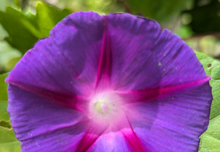Flowers For Late Summer Bloom flowers
