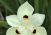Sustainable Plants Need No Introduction sustainable