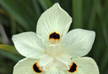 Sustainable Plants Need No Introduction sustainable