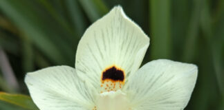 Sustainable Plants Need No Introduction sustainable