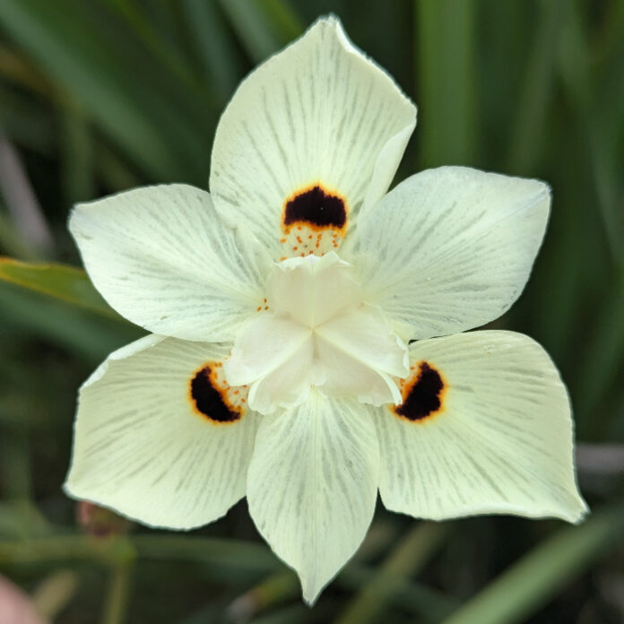 Sustainable Plants Need No Introduction sustainable