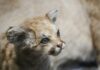 Presence of Mountain Lions Halts Housing Development
