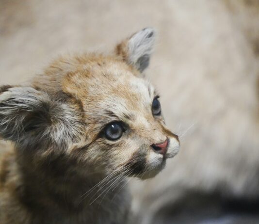Presence of Mountain Lions Halts Housing Development