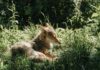 Public Assistance Needed Capturing Injured Celebrity Coyote