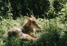 Public Assistance Needed Capturing Injured Celebrity Coyote