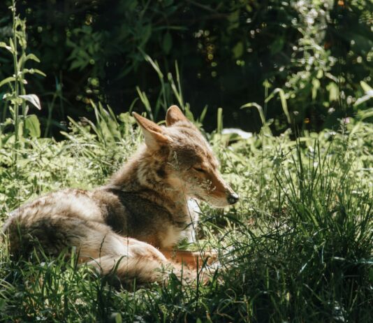Public Assistance Needed Capturing Injured Celebrity Coyote