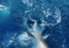 Great White Shark Sighting Off Malibu Coast