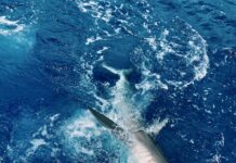 Great White Shark Sighting Off Malibu Coast