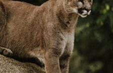 priscilla-du-preez-zwtqIlsajjg-unsplash
