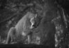 Mountain Lion Sighting In Studio City