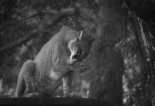 Mountain Lion Sighting In Studio City