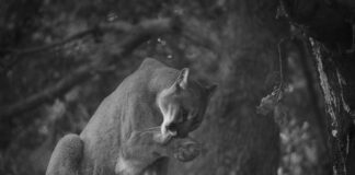 Mountain Lion Sighting In Studio City