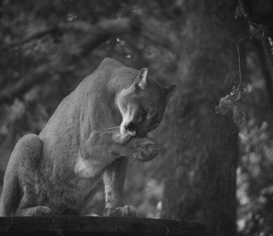 Mountain Lion Sighting In Studio City