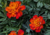 Cool Season Annuals Are Back cool season annuals