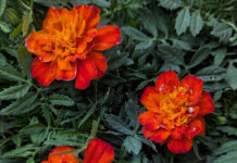 Cool Season Annuals Are Back cool season annuals