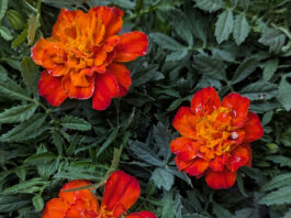 Cool Season Annuals Are Back cool season annuals