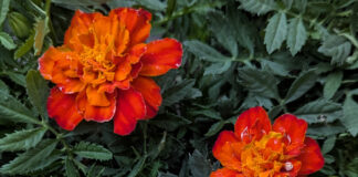 Cool Season Annuals Are Back cool season annuals
