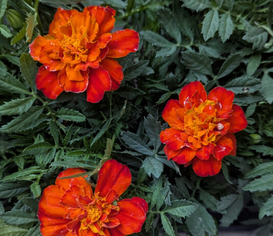 Cool Season Annuals Are Back cool season annuals