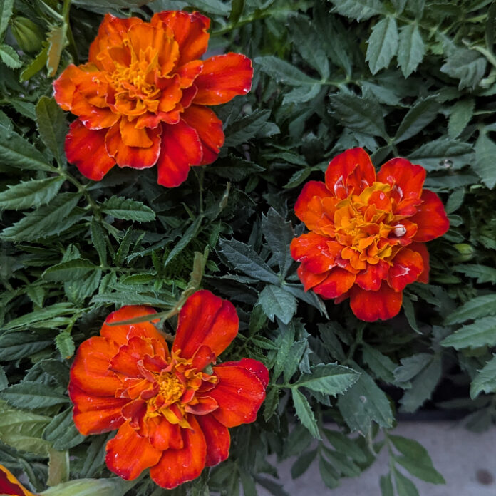Cool Season Annuals Are Back cool season annuals