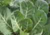 Cool Season Vegetables Are Back cool season vegetables