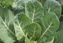 Cool Season Vegetables Are Back cool season vegetables