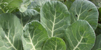 Cool Season Vegetables Are Back cool season vegetables