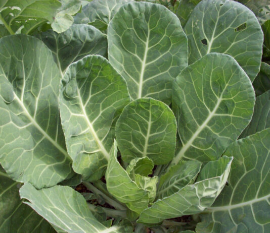Cool Season Vegetables Are Back cool season vegetables