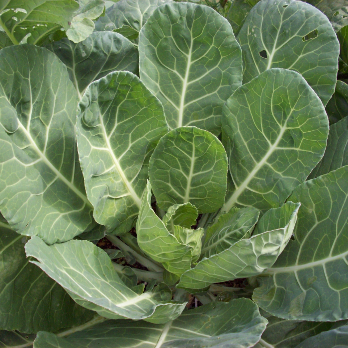 60930+ cool season vegetables
