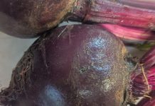 Successive Planting Prolongs Vegetable Harvest successive planting