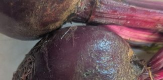 Successive Planting Prolongs Vegetable Harvest successive planting